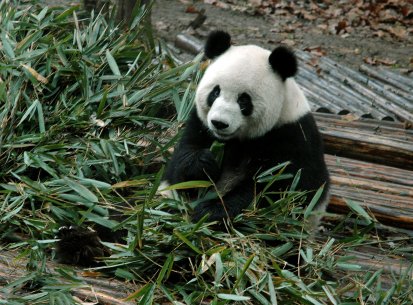 Cina – Chendu – Riserva dei Panda