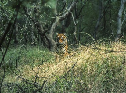 India – Parchi della Tigre – Madhya Pradesh – Parco naz. Canha