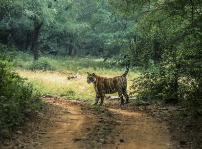 India – Parchi della Tigre – Rajasthan – Parchi Rathambore e Sariska